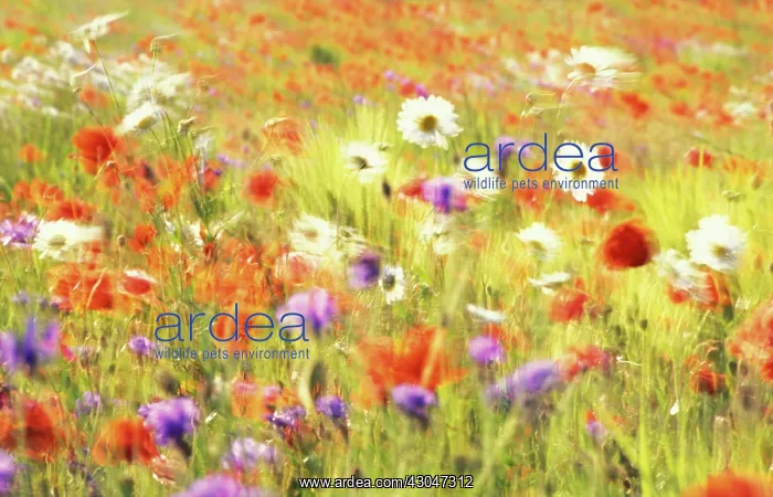 : Poppyfield : Poppyfield