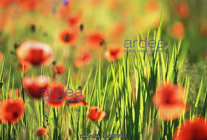 : Poppyfield : Poppyfield