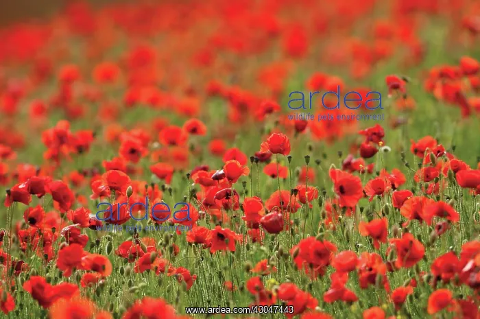 : Poppyfield : Poppyfield