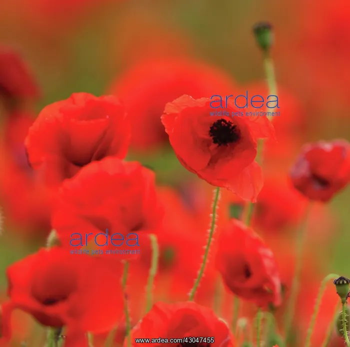 : Poppyfield : Poppyfield