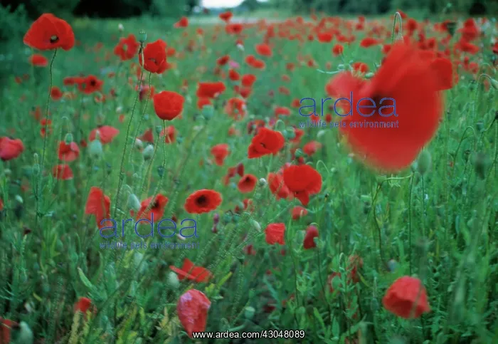 : Poppyfield : Poppyfield