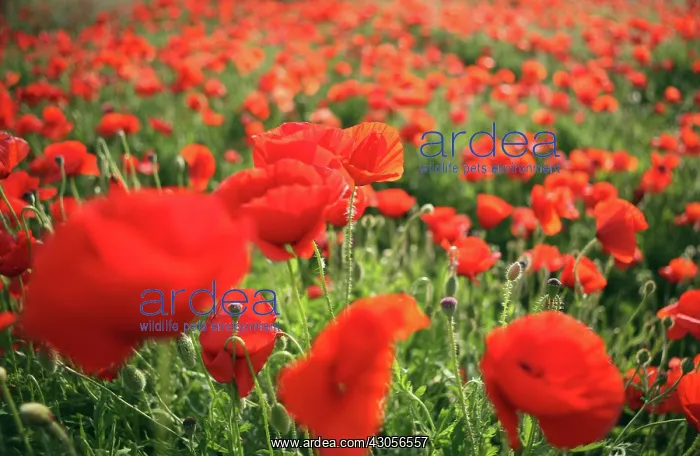 : Poppyfield : Poppyfield