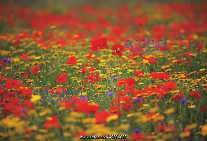 : Poppyfield : Poppyfield