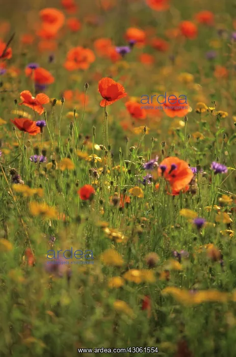 : Poppyfield : Poppyfield
