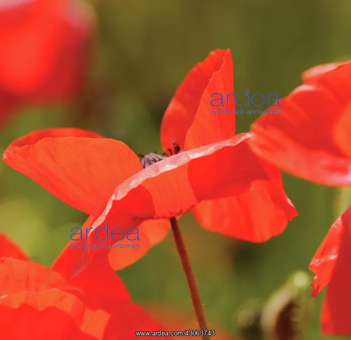 : Poppyfield : Poppyfield
