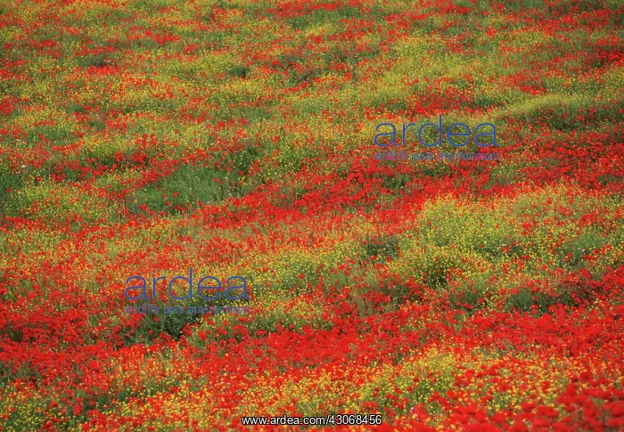 : Poppyfield : Poppyfield