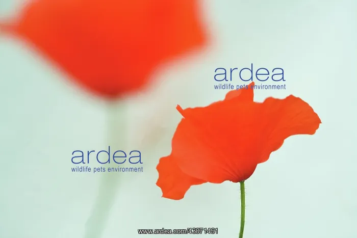 : Poppyfield : Poppyfield