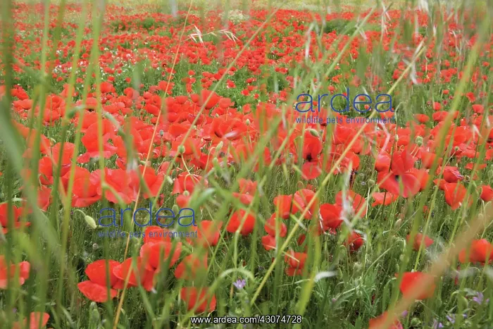 : Poppyfield : Poppyfield