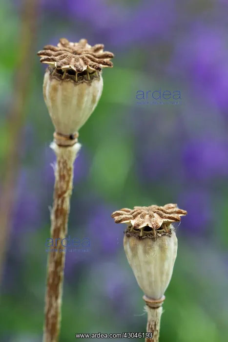 : PoppyOrientalpoppy : PoppyOrientalpoppy