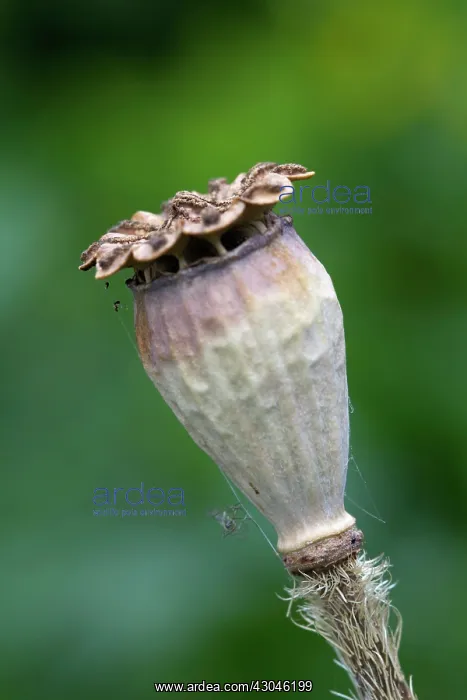 : PoppyOrientalpoppy : PoppyOrientalpoppy