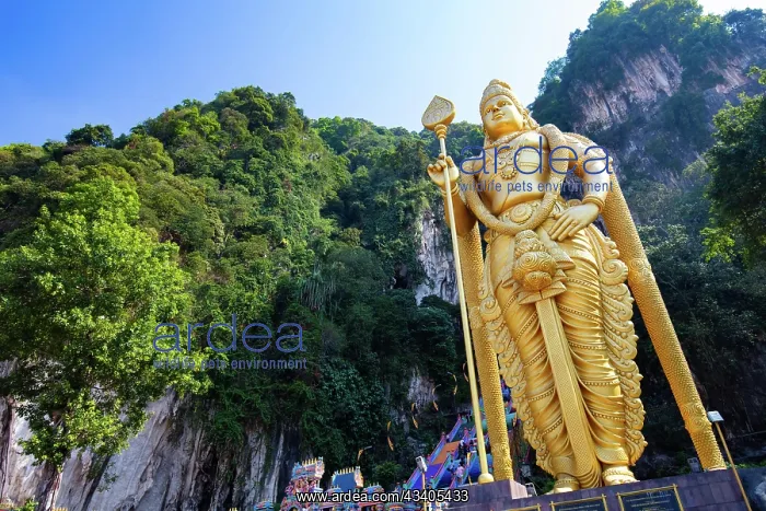 : The popular tourist attraction of Batu Caves which a : The popular tourist attraction of Batu Caves which a