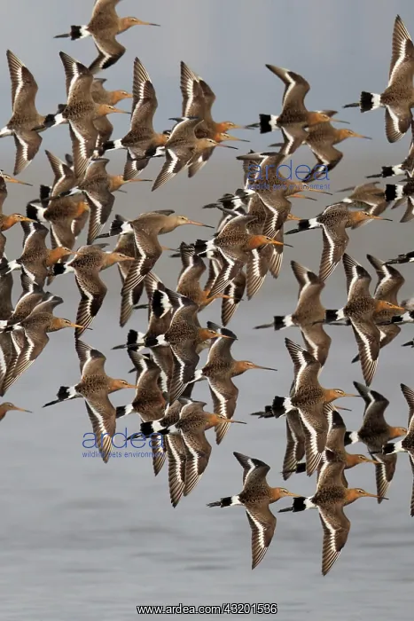 : Population of black-tailed godwit (Limosa limosa : Population of black-tailed godwit (Limosa limosa