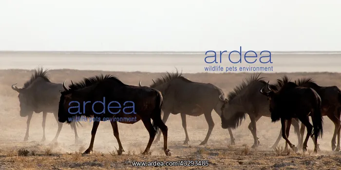  : some populations of gnu perform an annual migration to new g