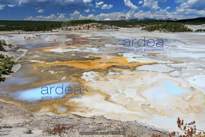  : Porcelain Basin - part of the Norris Geyser Basin