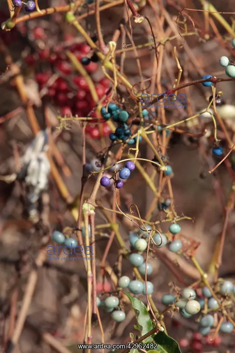 : Porcelain Berry : Porcelain Berry