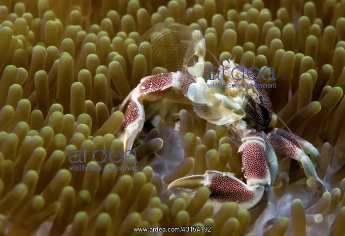 : Porcelain Crab : Porcelain Crab