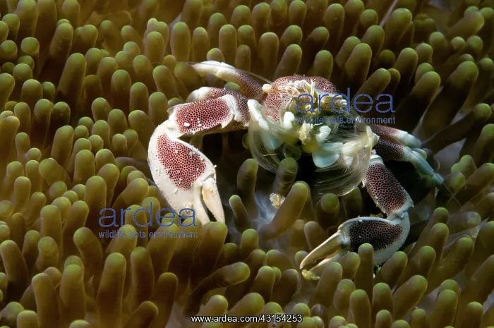 : Porcelain Crab