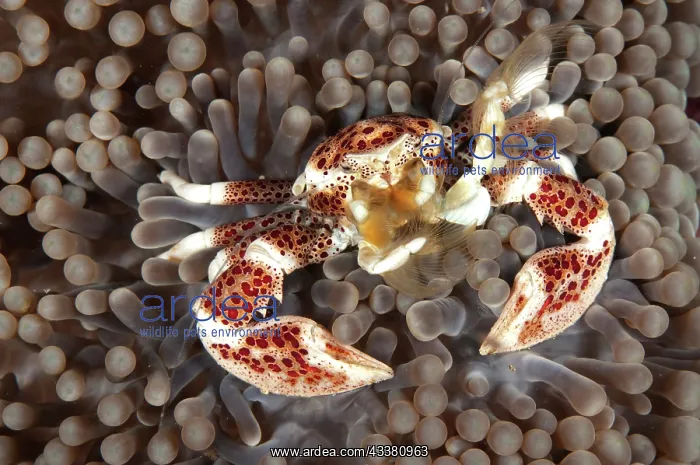 : Porcelain Crab : Porcelain Crab