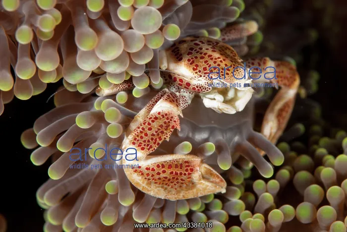 : Porcelain Crab : Porcelain Crab