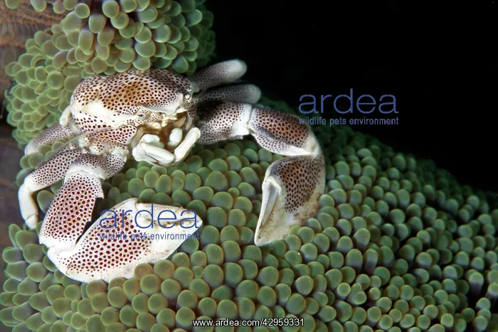 : Porcelain Crab - on the Anemone Coral : Porcelain Crab - on the Anemone Coral