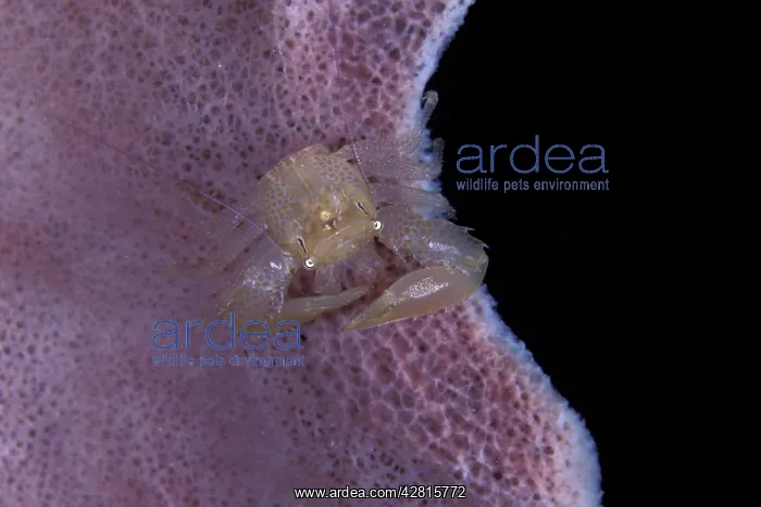 : Porcelain crab on a barrel sponge, Lissoporcellana sp. Wali : Porcelain crab on a barrel sponge, Lissoporcellana sp. Wali