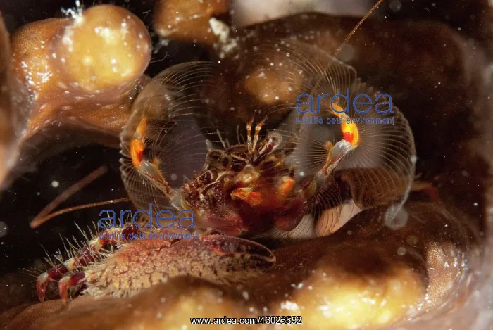 : Porcelain Crab fanning for food on night dive : Porcelain Crab fanning for food on night dive