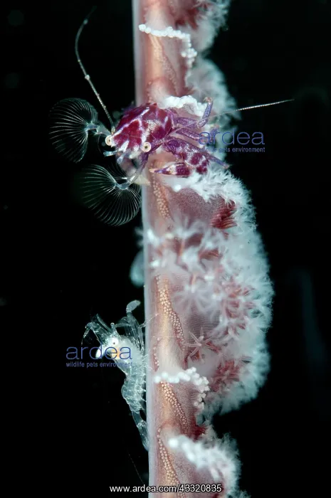 : Porcelain Crab - feeding on sea pen with unidentified Shrimp : Porcelain Crab - feeding on sea pen with unidentified Shrimp