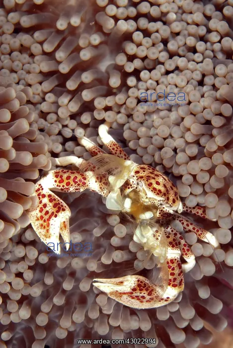: Porcelain Crab filtering for food on Sea Anemone : Porcelain Crab filtering for food on Sea Anemone