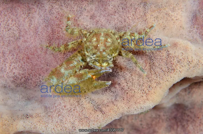  : Porcelain Crab - missing claw on Barrel Sponge (Xestospongia