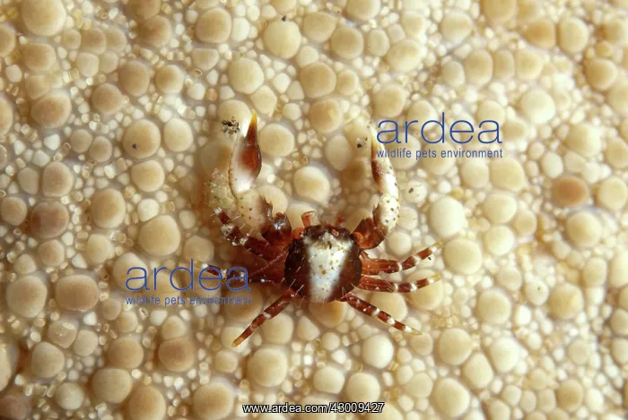 : Porcelain Crab on Sea Urchin Aer Bajo dive site : Porcelain Crab on Sea Urchin Aer Bajo dive site