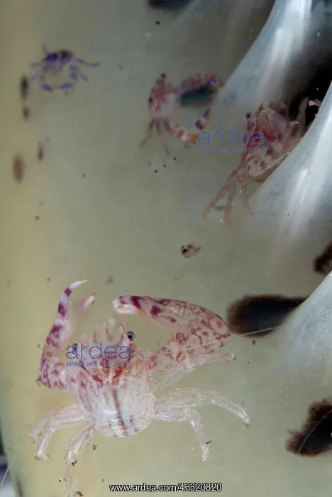 : Porcelain Crabs - on sea pen : Porcelain Crabs - on sea pen