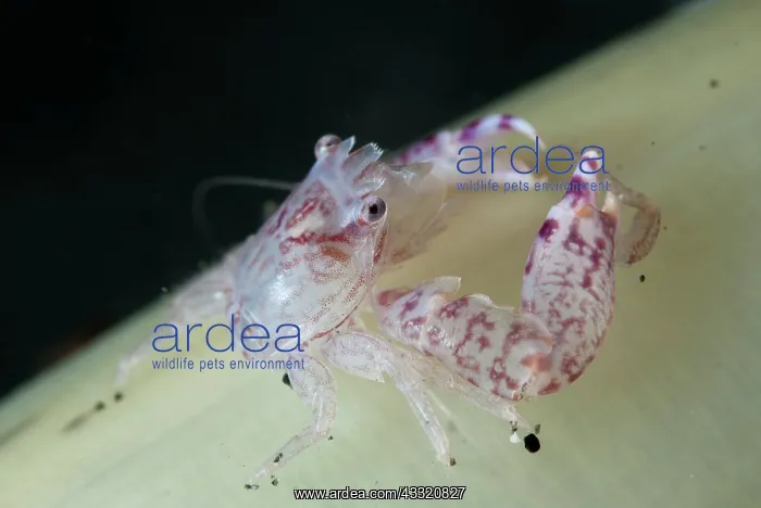 : Porcelain Crabs - on sea pen : Porcelain Crabs - on sea pen