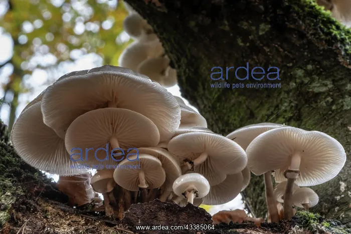 : Porcelain fungi (Oudemansiella mucida) on dying : Porcelain fungi (Oudemansiella mucida) on dying