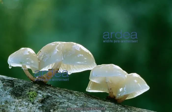 : Porcelain Fungus : Porcelain Fungus
