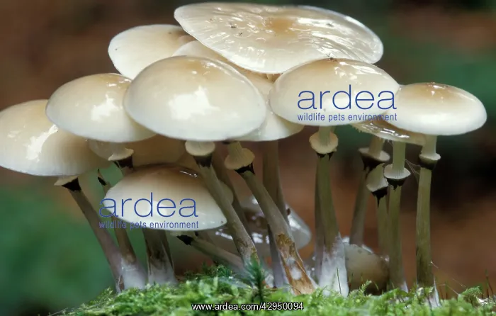 : Porcelain Fungus : Porcelain Fungus