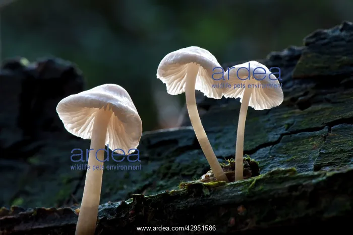 : Porcelain Fungus : Porcelain Fungus