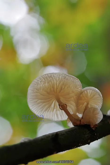 : Porcelain Fungus : Porcelain Fungus