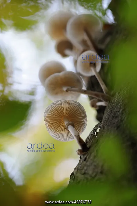 : Porcelain Fungus : Porcelain Fungus