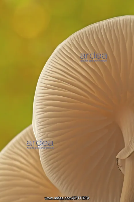 : Porcelain Fungus : Porcelain Fungus