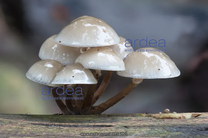 : Porcelain Fungus : Porcelain Fungus