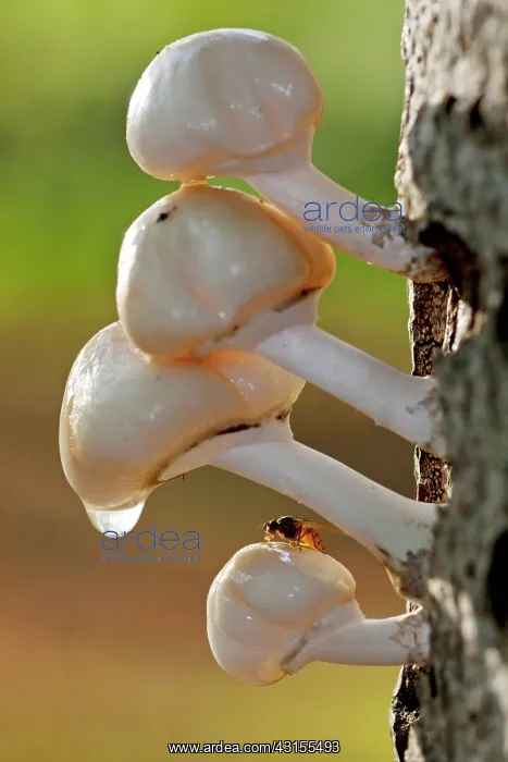 : Porcelain Fungus : Porcelain Fungus