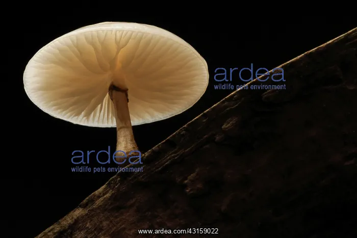 : Porcelain Fungus : Porcelain Fungus