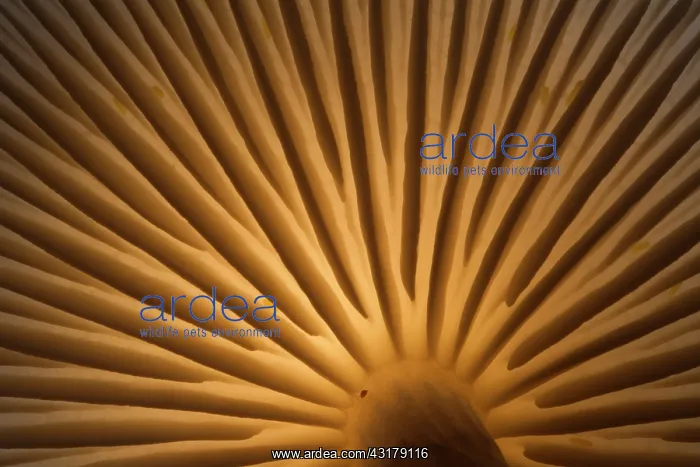 : Porcelain Fungus : Porcelain Fungus
