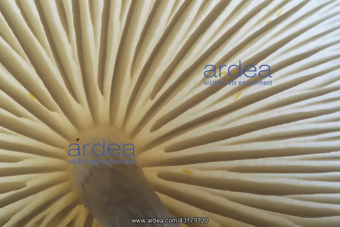 : Porcelain Fungus : Porcelain Fungus