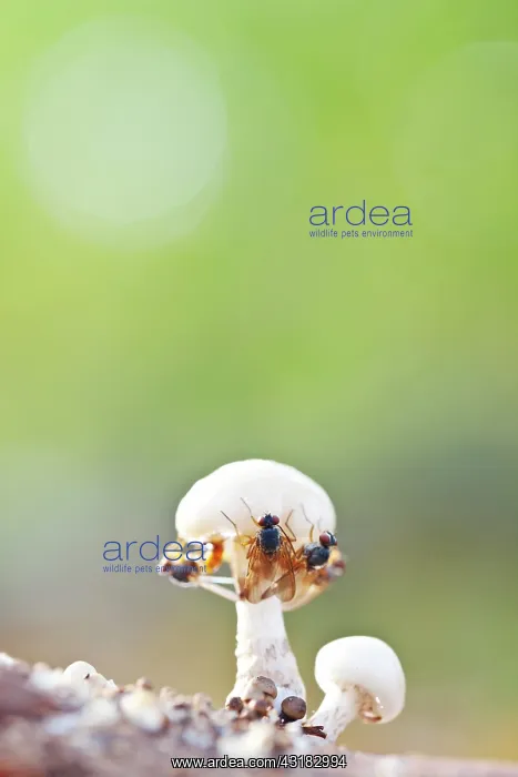  : Porcelain Fungus