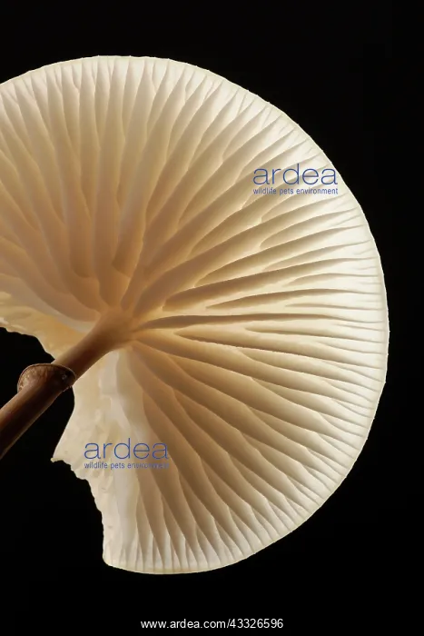 : Porcelain Fungus : Porcelain Fungus