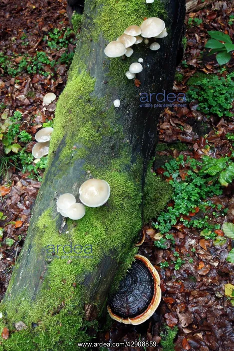 : Porcelain Fungus and Artist's fungus (Ganoderma : Porcelain Fungus and Artist's fungus (Ganoderma