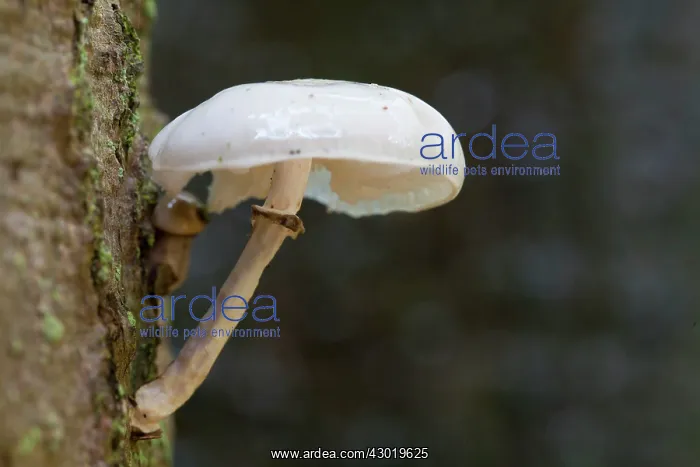 : Porcelain Fungus / Beech Tuft / Poached Egg Fungus : Porcelain Fungus / Beech Tuft / Poached Egg Fungus