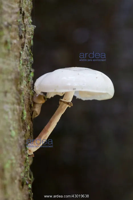 : Porcelain Fungus / Beech Tuft / Poached Egg Fungus : Porcelain Fungus / Beech Tuft / Poached Egg Fungus