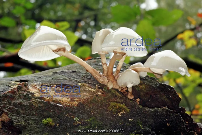 : Porcelain Fungus - growing on dead beech tree : Porcelain Fungus - growing on dead beech tree